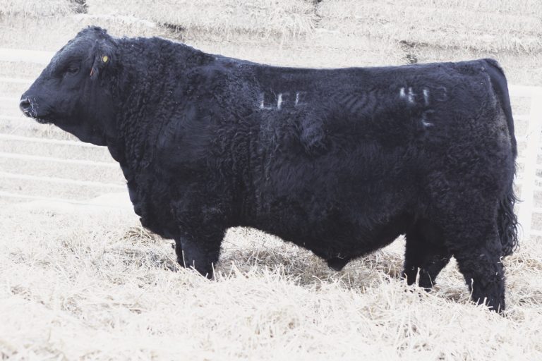 Black Simmental Archives - Lewis Farms Ltd.