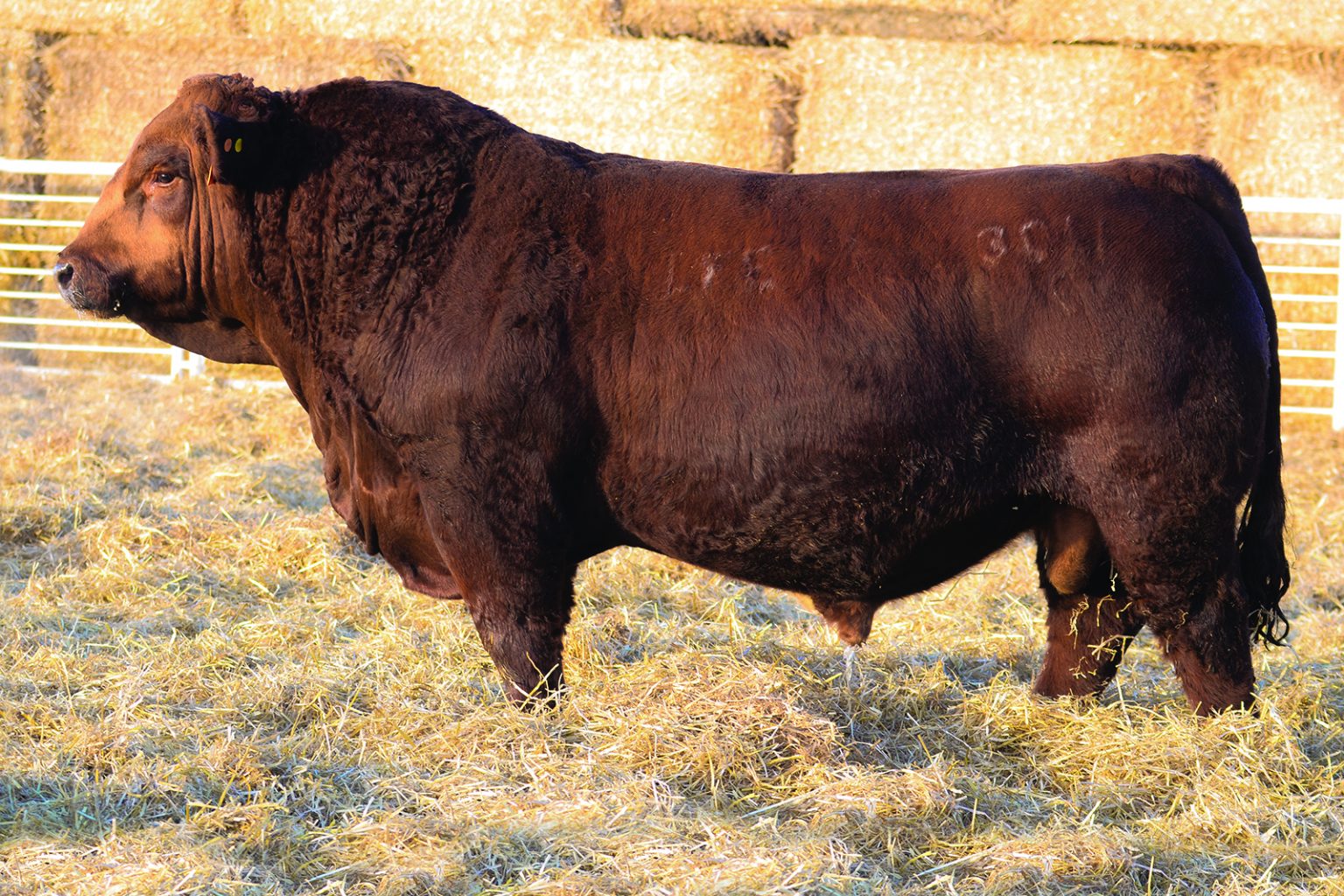 Red Simmental Archives Lewis Farms Ltd 0991