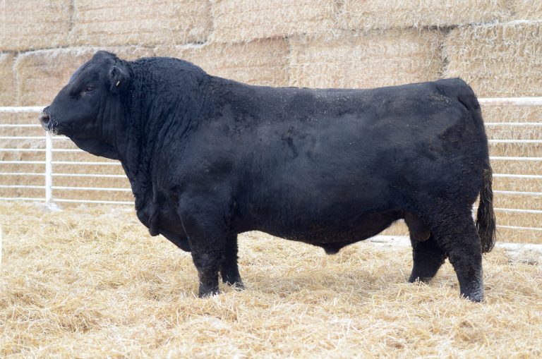 Black Simmental Archives - Lewis Farms Ltd.